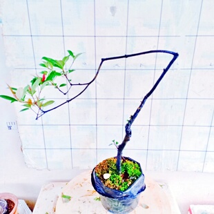 盆栽海岛春花树老桩景熟苗室内好养绿植精品石斑木大飘枝一物一拍