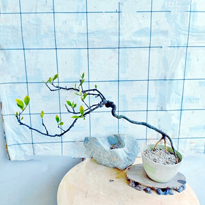 一物一拍海岛栀子花大飘枝盆栽苗