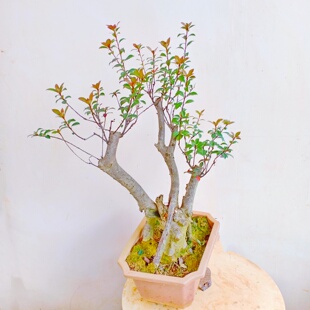 盆栽海岛春花树老桩景熟苗室内好养绿植精品石斑木大飘枝一物一拍