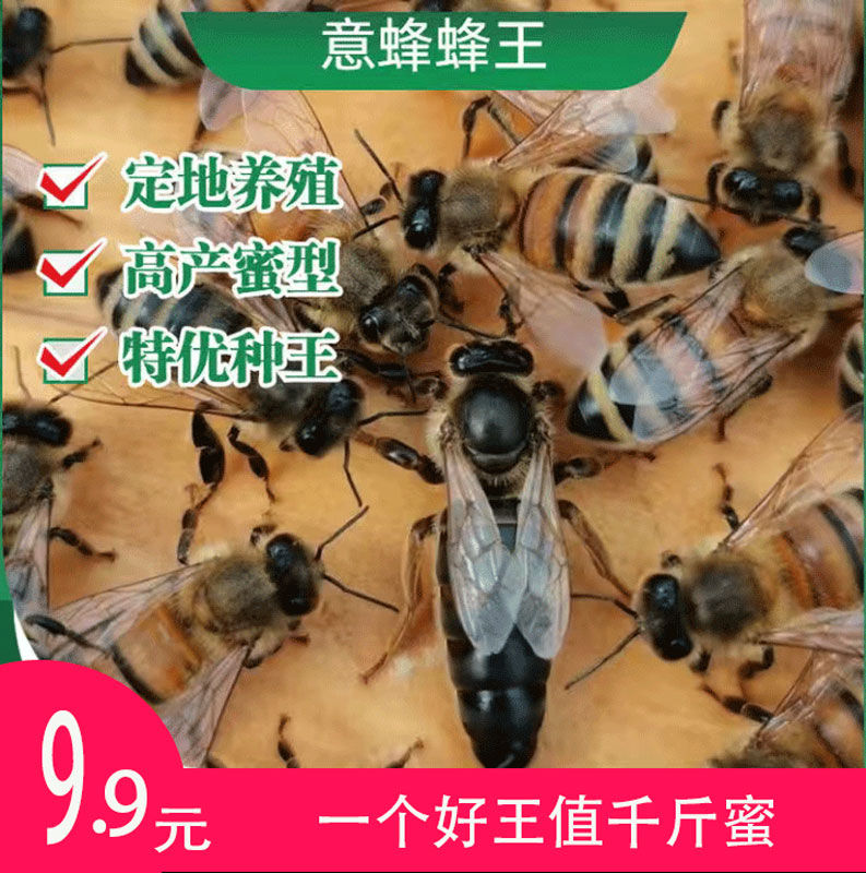 意蜂王美意松丹中蜜一号东北黑王喀尔巴阡卡意处女王高产新开产王