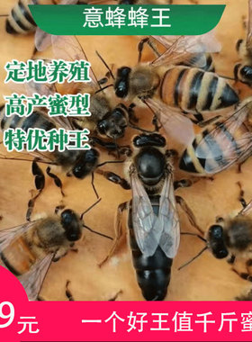 意蜂王美意松丹中蜜一号东北黑王喀尔巴阡卡意处女王高产新开产王