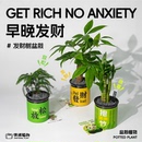 盆栽发财树情绪稳定创意办公室绿植入植盆栽室内礼物 情绪植物