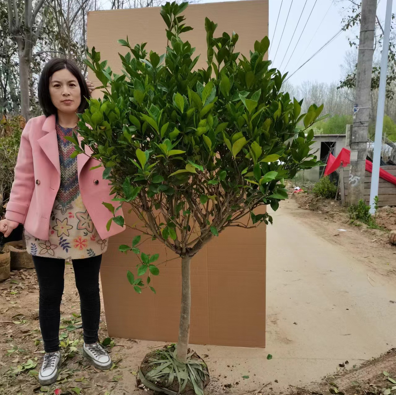 四季大叶栀子花树苗庭院别墅外阳台大型棒棒糖栀子花地栽盆栽大花