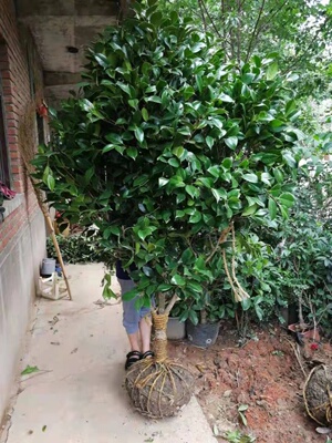 庭院耐寒山茶花冬季四季常青香茶耐冬茶花楼顶耐冻大型树苗绿植花