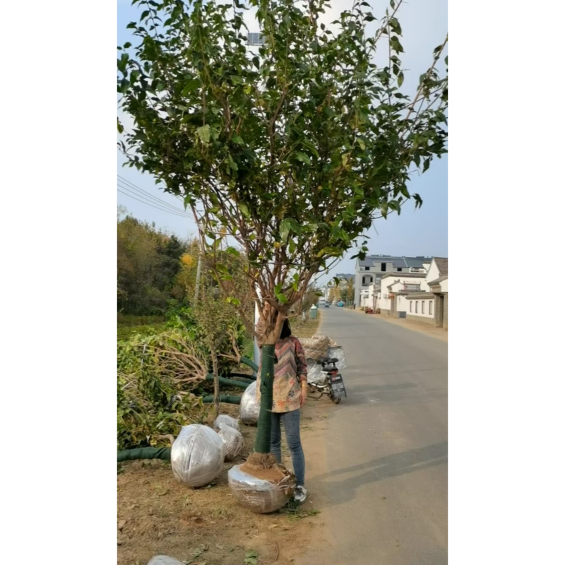 腊梅花树苗庭院浓香型