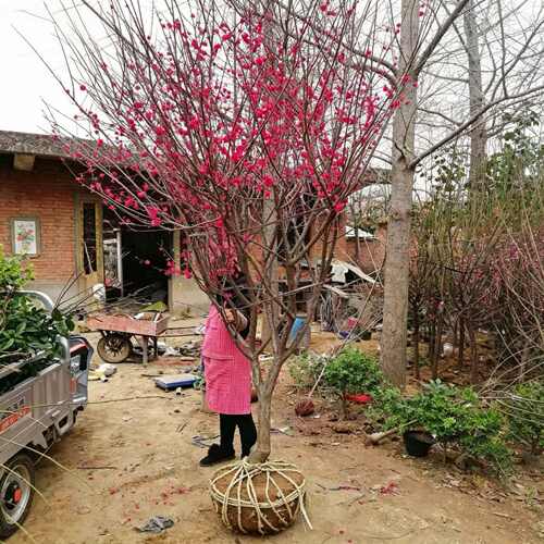 梅花树苗原生红梅盆栽地栽首选