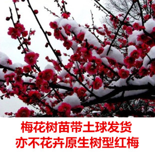 梅花树苗红梅树苗原生红梅树苗庭院地栽盆栽树桩盆景红梅当年开花