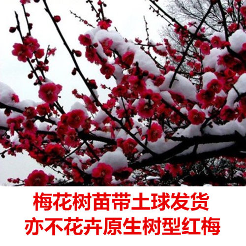 梅花树苗原生红梅盆栽地栽首选