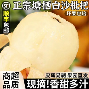 西太洋塘栖枇杷新鲜大果枇杷鲜果白玉枇杷白沙琵琶当季水果顺丰发
