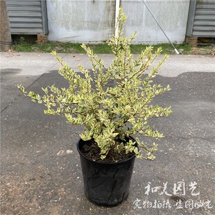 花叶香桃木大苗 金姬小腊  多年生灌木彩色观叶植物 花镜植物包邮