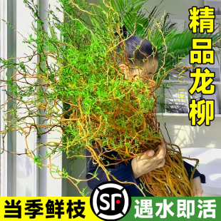 龙柳鲜枝水培植物客厅旺宅真花绿植室内雪柳干枝带花苞好养活四季