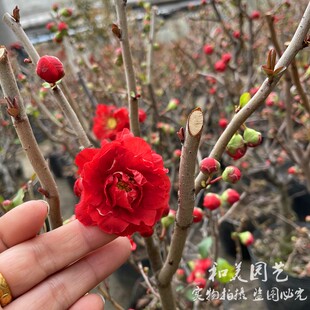 木本海棠长寿冠 铁杆海棠 大花重瓣红色海棠  十二一重海棠 包邮