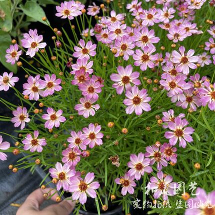 金鸡菊小闹钟 小花金鸡菊 大花金鸡菊 大花天人菊 耐热耐晒花卉