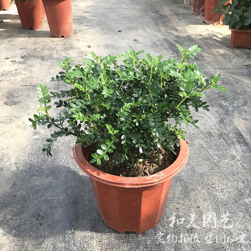 清香木盆栽  室内外常绿清香盆栽 胡椒木 多年生木本植物 2盆包邮