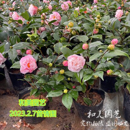 重瓣四季红山茶 重瓣香茶 庭院露台多年生耐寒花卉 易养 四季茶花