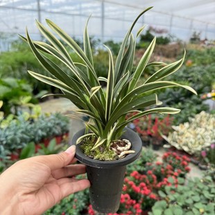 精品兰花小凤凰 神童冠  千金兰矮种桌面金边凤凰兰金边鹤兰花