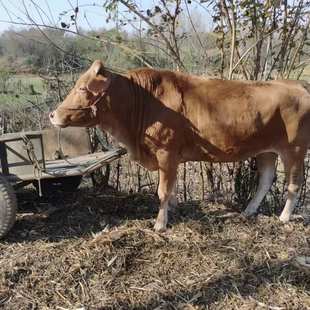 农村自养土牛肉黄牛肉生牛肉牛腱子肉牛腩牛里脊牛排牛肉味浓500g