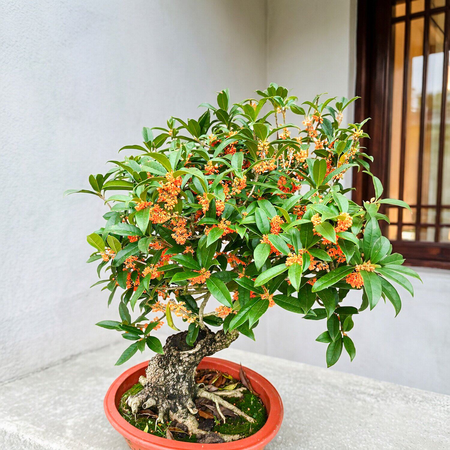 四季开花嫁接桂花树苗盆栽