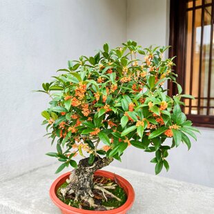 四季桂桂花树苗盆栽山东嫁接桂花树天香台阁桂花盆栽金桂沉香月桂
