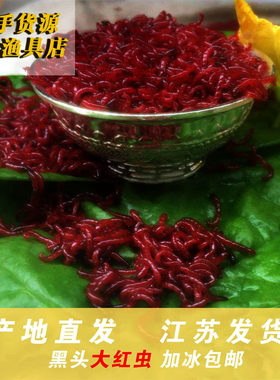 红虫活体鲫鱼拉饵