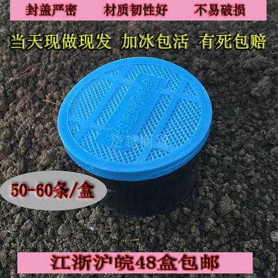 盒装活体垂钓饵料蚯蚓