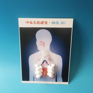 初中生物模型人体肺泡手工作业DIY科学实验科技制作创意发明教具