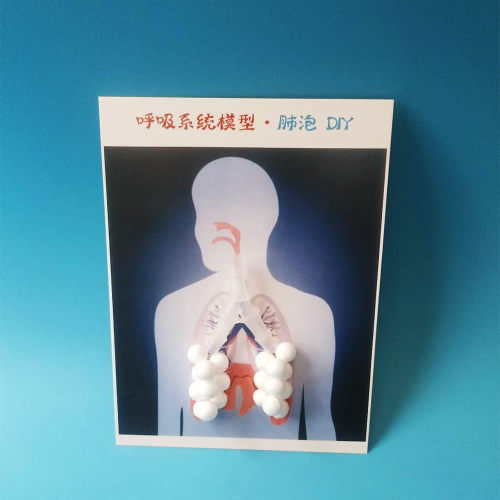 初中生物模型人体肺泡手工作业DIY科学实验科技制作创意发明教具