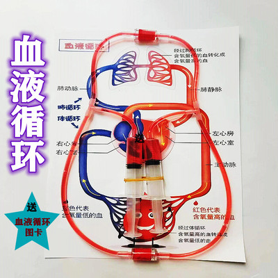 初中人体血液循环系统模型科技小制作生物毛细血管科学实验器材