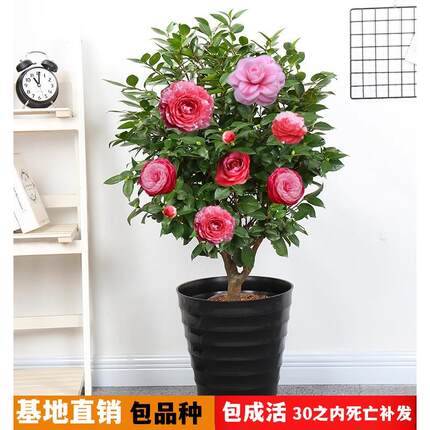 四季茶花树苗带花苞盆栽耐热花卉植物室内外绿植好养开花不断