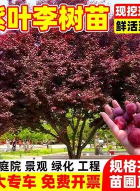 紫叶李树苗春季开花耐寒现挖现发
