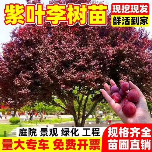 紫叶李树苗春季开花耐寒现挖现发