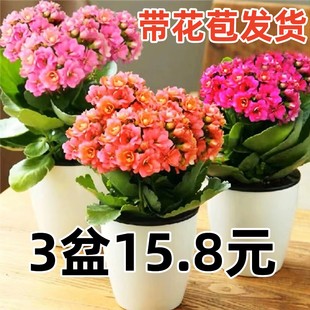 长寿花盆栽带花苞金狐狸四季 开大花易活好养室内绿植花卉多肉植物