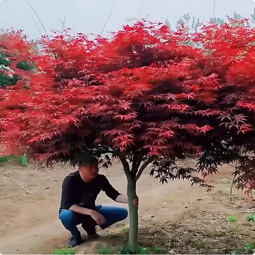 日本红枫树苗四季枫叶盆景
