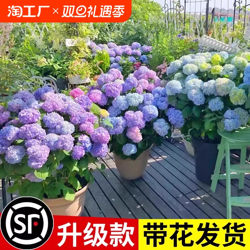 绣球花苗大花植物无尽夏开花好养的花四季不断盆栽花卉植物室内花