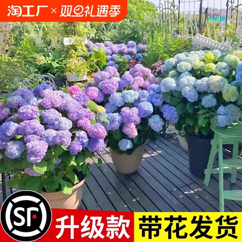 绣球花苗大花植物无尽夏开花好养的花四季不断盆栽花卉植物室内花