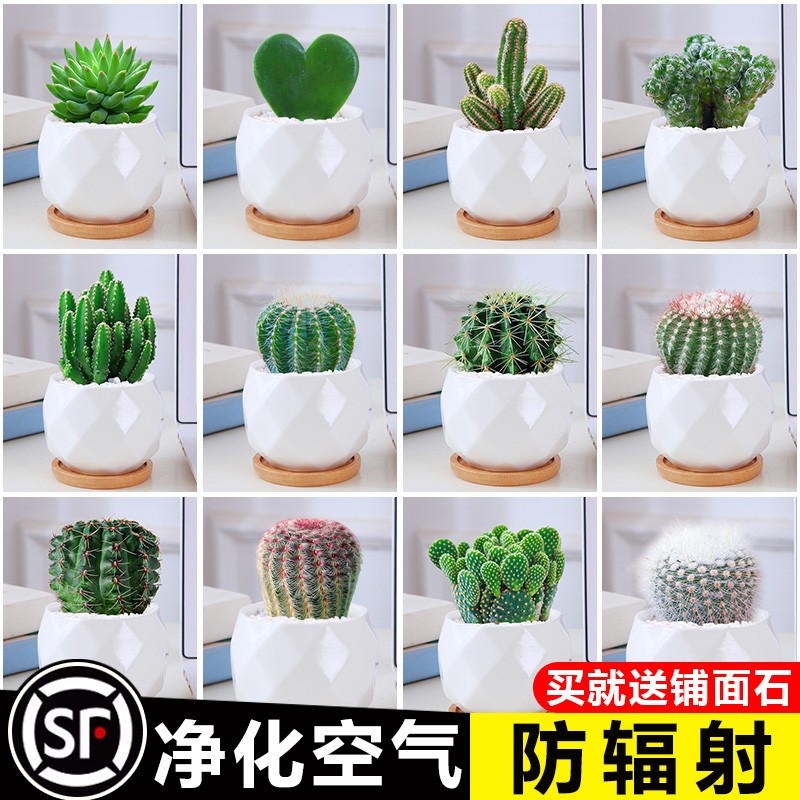 仙人掌盆栽办公室内绿植物桌面仙人球品种大全新品实生多肉
