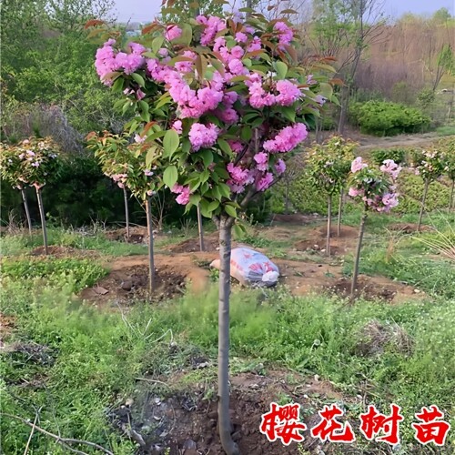 日本樱花树苗树苗庭院种植地栽盆栽花卉别墅名贵四季风景园林绿化