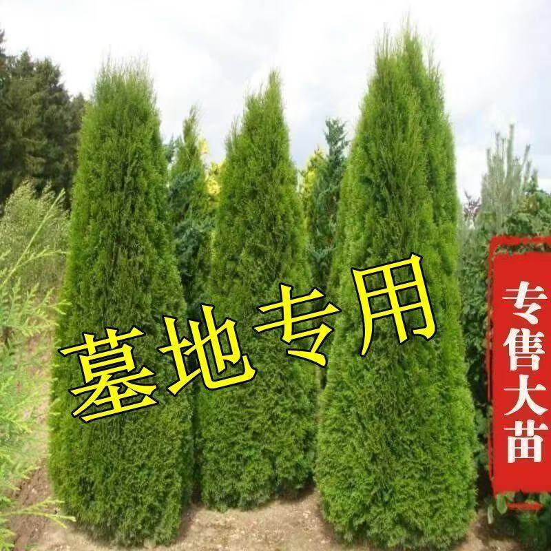 松柏树苗四季常青柏树塔柏侧柏墓前树苗道路绿化耐寒易活圆柏松树图片