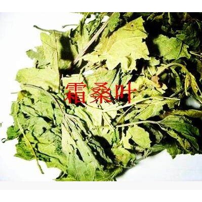 包邮桑叶 冬桑叶 霜桑叶 桑叶