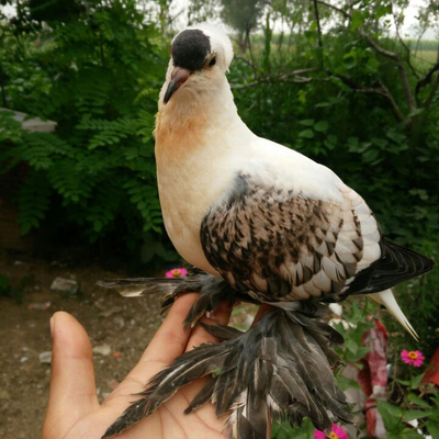 观赏鸽马甲芙蓉鸽秀跟斗灰斑点燕子小体摩登娜白芙蓉喜鹊一对包邮