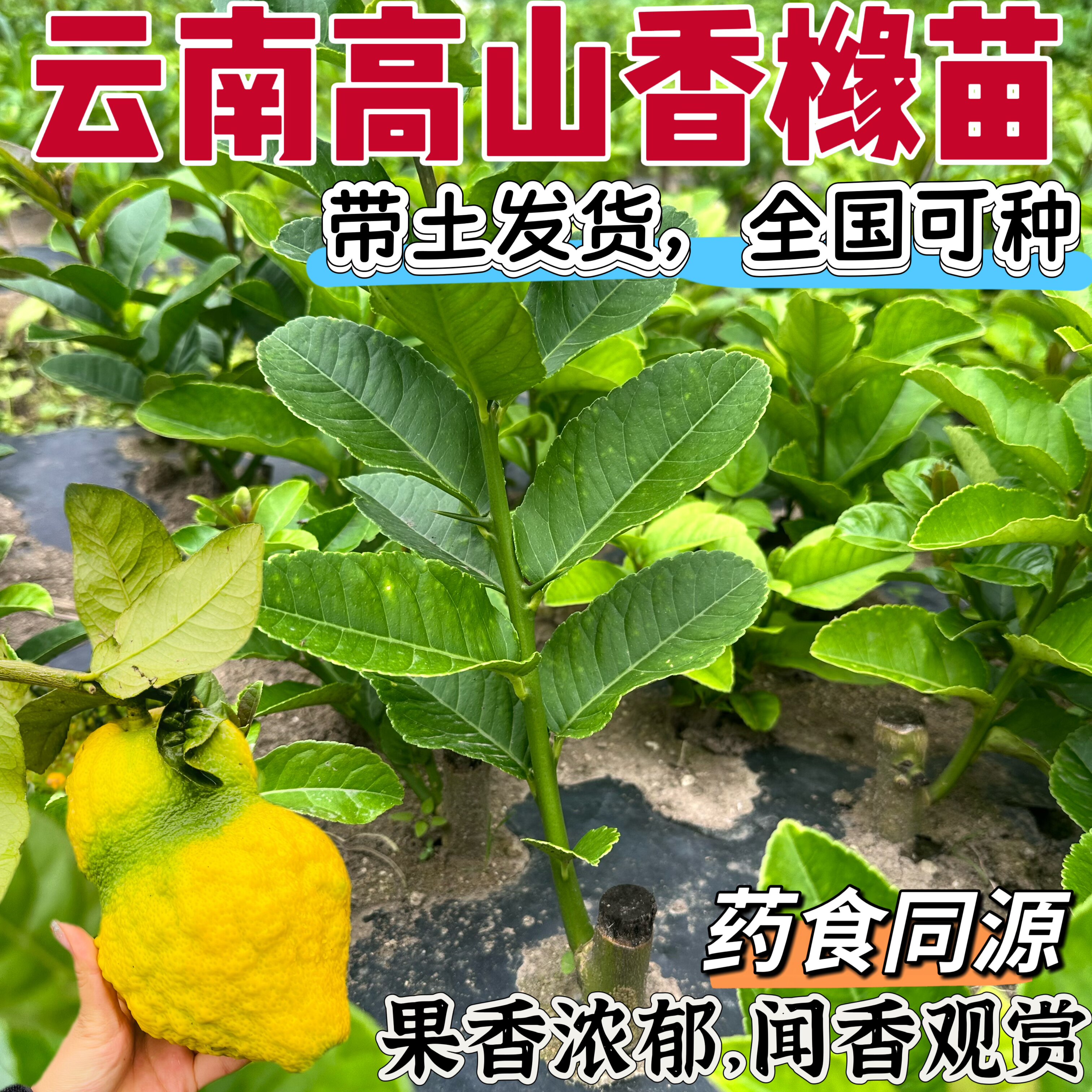 脆皮香橼苗盆栽观赏绿植花卉图片