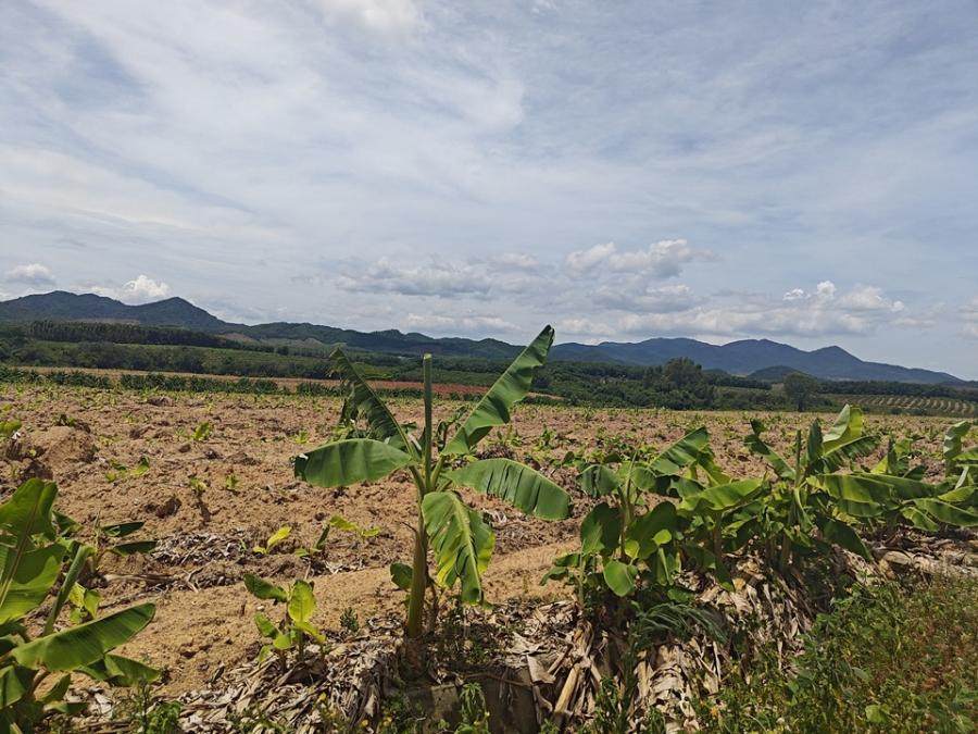 1月30日东方2718亩土地范围内林权、土地经营承租权及其地上附着物网络拍卖公告