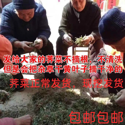 莒县露天过冬荠菜新鲜带根整棵饺子混沌馅不纯野生双倍赔净重四斤