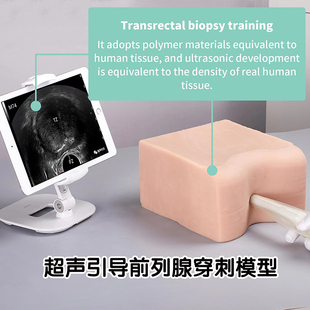 超声前列腺穿刺模型超声引导经直肠会阴活检训练医学培训实验测试