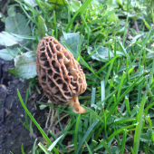 圣泽山货西藏林芝波密野生羊肚菌干货原始林区零散采集羊肚菜散装