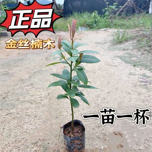 正宗金丝楠木四川苗基地直供小叶桢楠名贵别墅庭院景观树四季常绿
