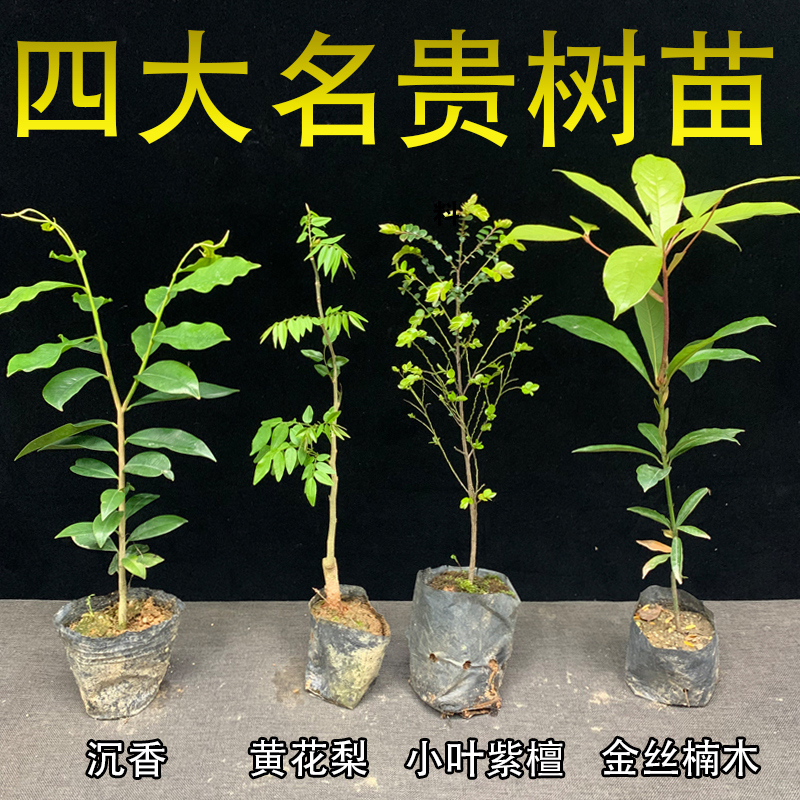 名贵树苗正宗奇楠沉香树苗黄花梨树苗金丝楠木树苗紫檀树苗红木苗