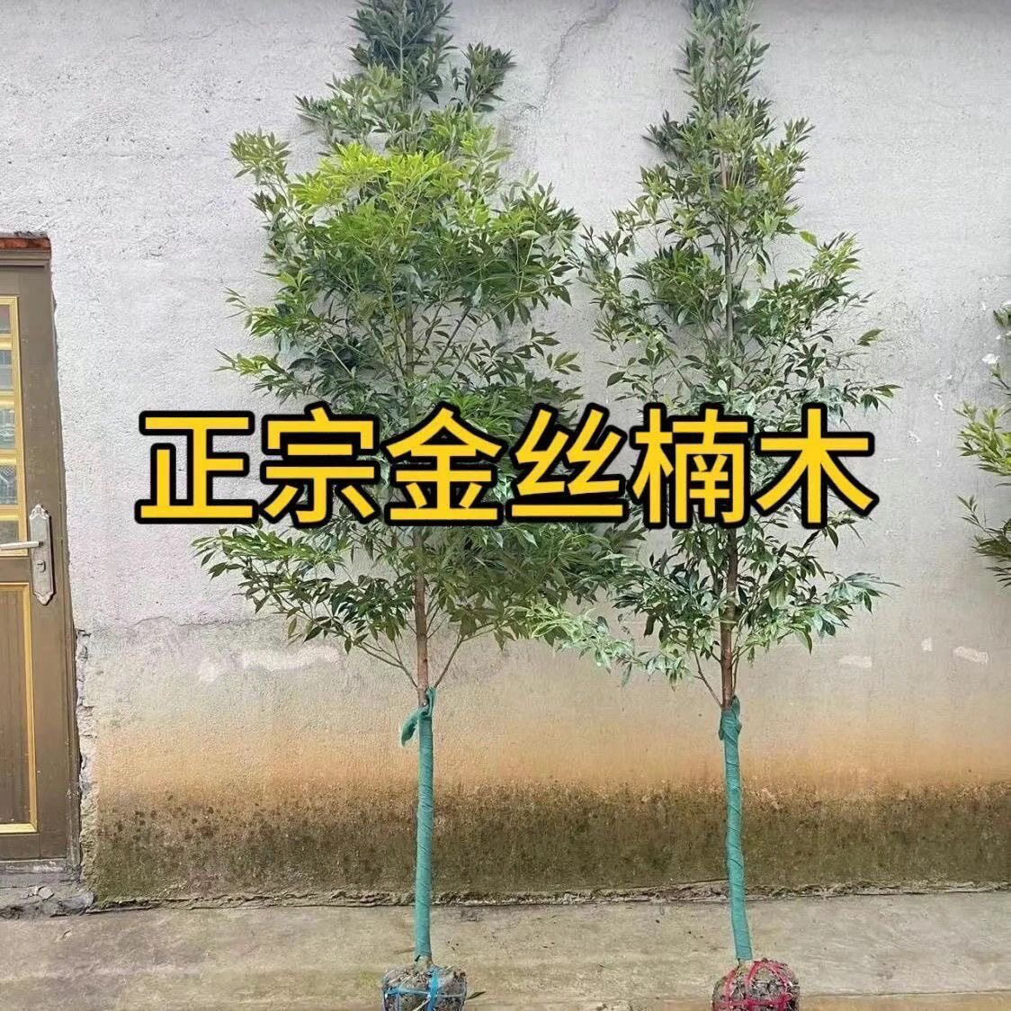 正宗金丝楠木四川树苗大树庭院别墅小叶树种桢楠名贵四季常青