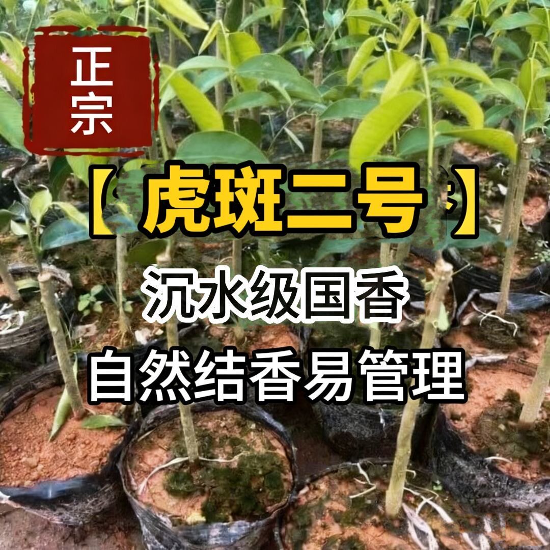 海南树心油【虎斑2号】棋楠沉香基因优选高品质嫁接一代母树