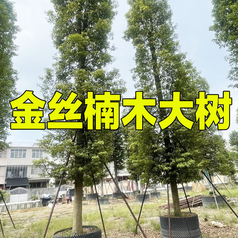 正宗金丝楠木大树小叶桢楠树名贵